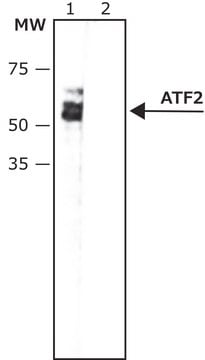 Anti-phospho-ATF-2 (pThr69,71) antibody, Mouse monoclonal clone ATF-22P, purified from hybridoma cell culture