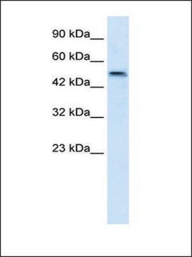 Anti-SBZF3 antibody produced in rabbit IgG fraction of antiserum