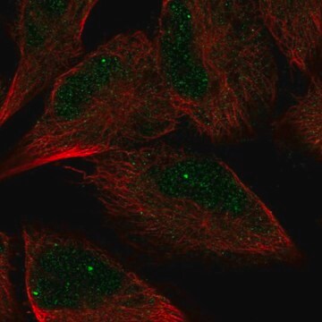 Anti-AMZ2 antibody produced in rabbit Prestige Antibodies&#174; Powered by Atlas Antibodies, affinity isolated antibody