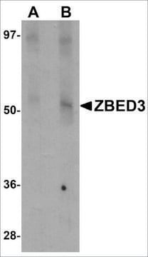 Anti-ZBED3 antibody produced in rabbit affinity isolated antibody, buffered aqueous solution, ab2