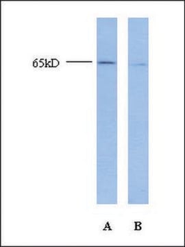 Anti-TFAP2A antibody produced in rabbit IgG fraction of antiserum