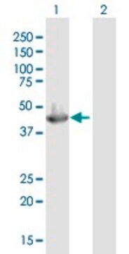 Anti-SERPINB3 antibody produced in mouse purified immunoglobulin, buffered aqueous solution