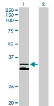 Anti-PCDH1 antibody produced in rabbit purified immunoglobulin, buffered aqueous solution