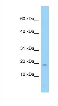 Anti-PPP1R1A antibody produced in rabbit affinity isolated antibody