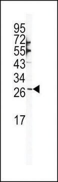 ANTI-SNAIL (N-TERM R8) antibody produced in rabbit purified immunoglobulin, buffered aqueous solution