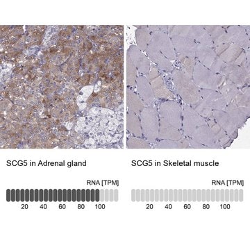 Anti-SCG5 antibody produced in rabbit Prestige Antibodies&#174; Powered by Atlas Antibodies, affinity isolated antibody