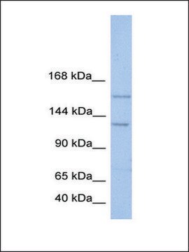 Anti-BRPF3 antibody produced in rabbit affinity isolated antibody