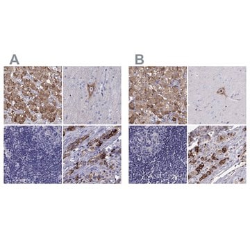 Anti-SCG2 antibody produced in rabbit Prestige Antibodies&#174; Powered by Atlas Antibodies, affinity isolated antibody, buffered aqueous glycerol solution