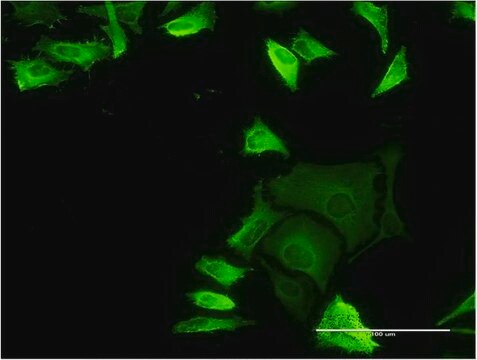 Monoclonal Anti-FLNA antibody produced in mouse clone 3B6-1D10, purified immunoglobulin, buffered aqueous solution