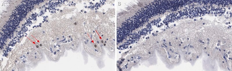 Anti-Brn-3a Antibody, POU-domain protein, clone 5A3.2 culture supernatant,  clone 5A3.2, Chemicon®