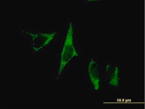 Anti-C1QTNF9 antibody produced in mouse IgG fraction of antiserum, buffered aqueous solution