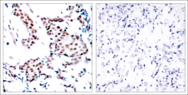 Anti-JUN (Ab-170) antibody produced in rabbit affinity isolated antibody