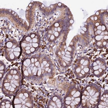 Anti-CAPS2 antibody produced in rabbit Prestige Antibodies&#174; Powered by Atlas Antibodies, affinity isolated antibody, buffered aqueous glycerol solution