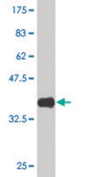 Monoclonal Anti-GRINL1A, (C-terminal) antibody produced in mouse clone 2E4, purified immunoglobulin, buffered aqueous solution