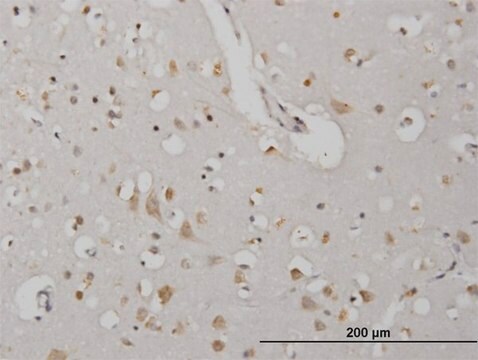 Monoclonal Anti-CDKL2 antibody produced in mouse clone 1F6, purified immunoglobulin, buffered aqueous solution