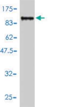 Monoclonal Anti-TDP1 antibody produced in mouse clone 2A10-G2, purified immunoglobulin, buffered aqueous solution