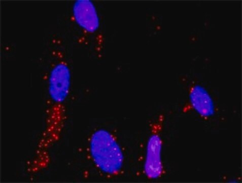 Monoclonal Anti-MAP3K4 antibody produced in mouse clone 6A12, purified immunoglobulin, buffered aqueous solution