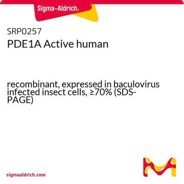 PDE1A Active human recombinant, expressed in baculovirus infected insect cells, &#8805;70% (SDS-PAGE)