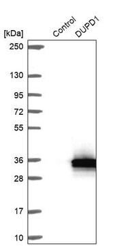 Anti-DUPD1 antibody produced in rabbit Prestige Antibodies&#174; Powered by Atlas Antibodies, affinity isolated antibody, buffered aqueous glycerol solution