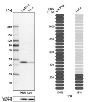 Anti-PHB antibody produced in rabbit Prestige Antibodies&#174; Powered by Atlas Antibodies, affinity isolated antibody, buffered aqueous glycerol solution