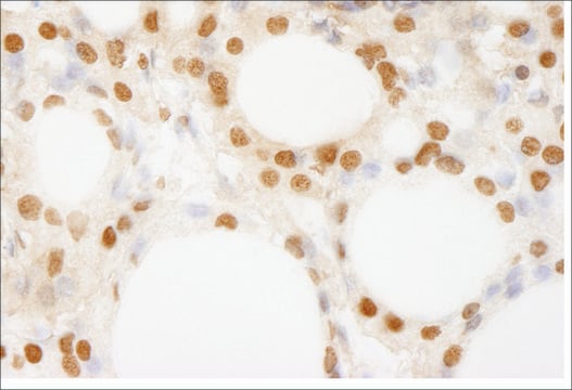 Rabbit anti-BRF1 Antibody, Affinity Purified Powered by Bethyl Laboratories, Inc.