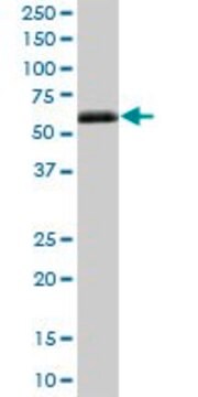 Anti-IGHG4 antibody produced in mouse IgG fraction of antiserum, buffered aqueous solution