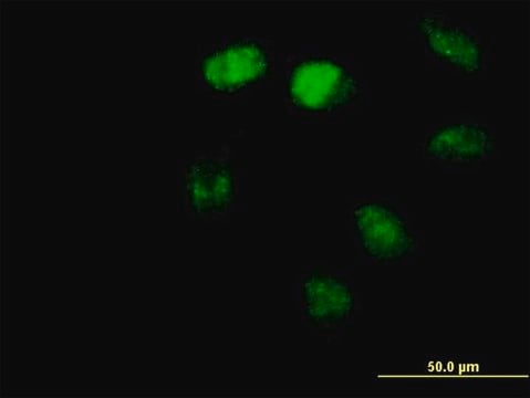 Anti-ZBTB3 antibody produced in mouse purified immunoglobulin, buffered aqueous solution