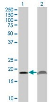 Monoclonal Anti-PTH antibody produced in mouse clone 3C5, purified immunoglobulin, buffered aqueous solution