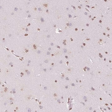 Anti-SMIM12 antibody produced in rabbit Prestige Antibodies&#174; Powered by Atlas Antibodies, affinity isolated antibody, buffered aqueous glycerol solution