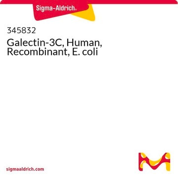 Galectin-3C, Human, Recombinant, E. coli