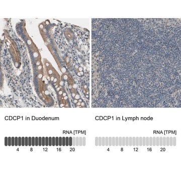 Anti-CDCP1 antibody produced in rabbit Prestige Antibodies&#174; Powered by Atlas Antibodies, affinity isolated antibody, buffered aqueous glycerol solution