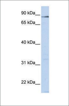 Anti-L3MBTL4 antibody produced in rabbit affinity isolated antibody