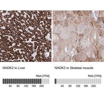 Anti-NADK2 antibody produced in rabbit Prestige Antibodies&#174; Powered by Atlas Antibodies, affinity isolated antibody, buffered aqueous glycerol solution