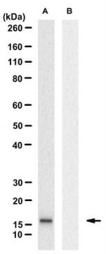 Anti-phospho-&#945;-synuclein (Ser129) Antibody, clone PS129