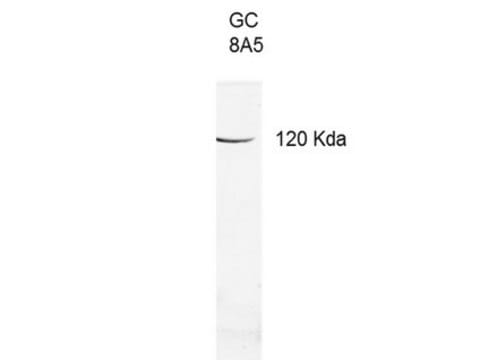 Anti-Guanylate Cyclase 2E Antibody, clone 8A5 clone 8A5, from mouse