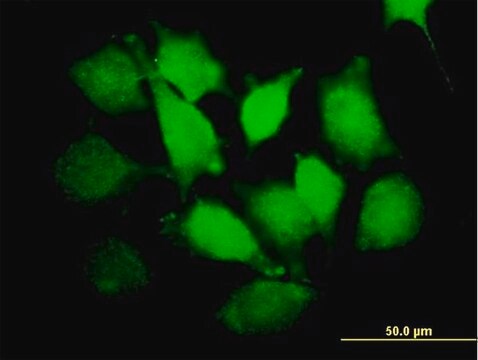 Anti-PLCXD1 antibody produced in mouse purified immunoglobulin, buffered aqueous solution