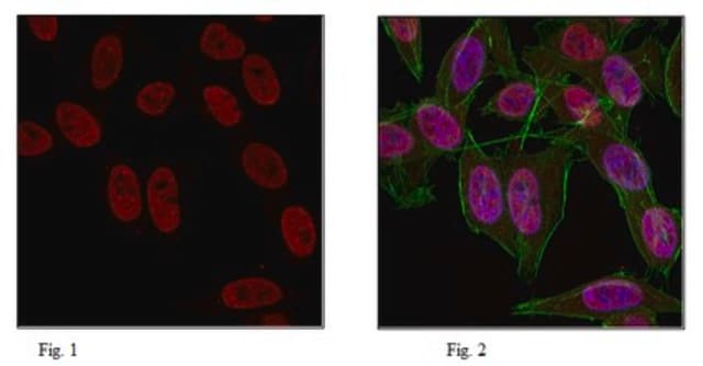 Anti-trimethyl Histone H3 (Lys9) Antibody, Alexa Fluor&#8482; 647 Conjugate 0.5&#160;mg/mL, from rabbit