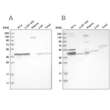 Anti-MRPL38 antibody produced in rabbit Prestige Antibodies&#174; Powered by Atlas Antibodies, affinity isolated antibody, buffered aqueous glycerol solution, Ab1