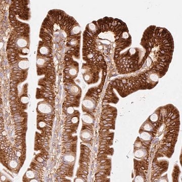 Anti-MTTP antibody produced in rabbit Prestige Antibodies&#174; Powered by Atlas Antibodies, affinity isolated antibody, buffered aqueous glycerol solution