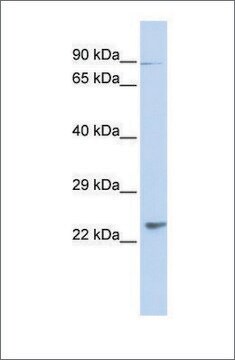 Anti-LRRC51 antibody produced in rabbit affinity isolated antibody