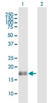 Anti-BAALC antibody produced in mouse purified immunoglobulin, buffered aqueous solution