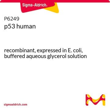 p53 人 recombinant, expressed in E. coli, buffered aqueous glycerol solution