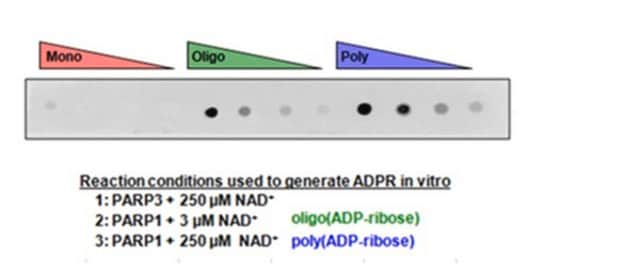 Anti-Poly-ADP-Ribose-Bindungsreagens Anti-poly-ADP-ribose binding reagent is a reagent that selectively binds to ADP ribose for use in Western Blotting, Immunocytochemistry and Dot Blot.