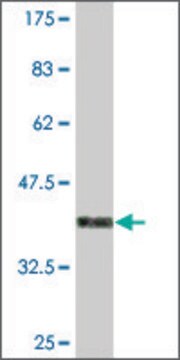 Monoclonal Anti-FAF1 antibody produced in mouse clone 1G6, purified immunoglobulin, buffered aqueous solution