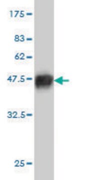 Monoclonal Anti-RNF127 antibody produced in mouse clone 1D5, purified immunoglobulin, buffered aqueous solution