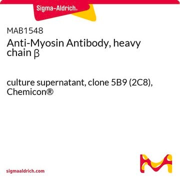 Anti-Myosin Antibody, heavy chain &#946; culture supernatant, clone 5B9 (2C8), Chemicon&#174;