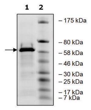 Ash2L human recombinant, expressed in E. coli, &#8805;80% (SDS-PAGE)