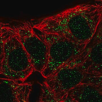 Anti-CA10 antibody produced in rabbit Prestige Antibodies&#174; Powered by Atlas Antibodies, affinity isolated antibody