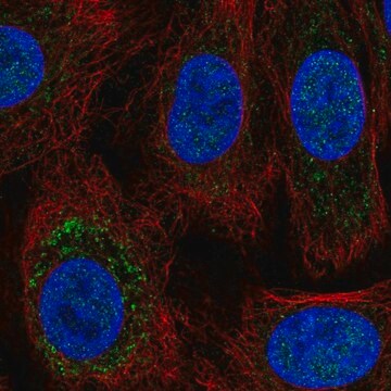 Anti-TRPC6 antibody produced in rabbit Prestige Antibodies&#174; Powered by Atlas Antibodies, affinity isolated antibody