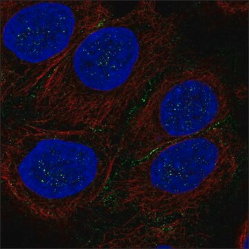 Anti-PI4K2A antibody produced in rabbit Prestige Antibodies&#174; Powered by Atlas Antibodies, affinity isolated antibody